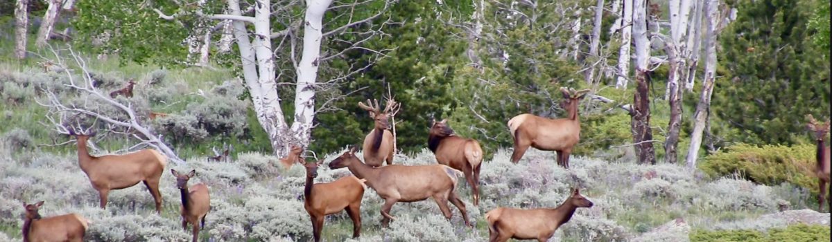 A look at the Southern Big Horn Elk Herd