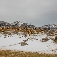 Preserving Wyoming’s Elk Feed Grounds; Chapter two