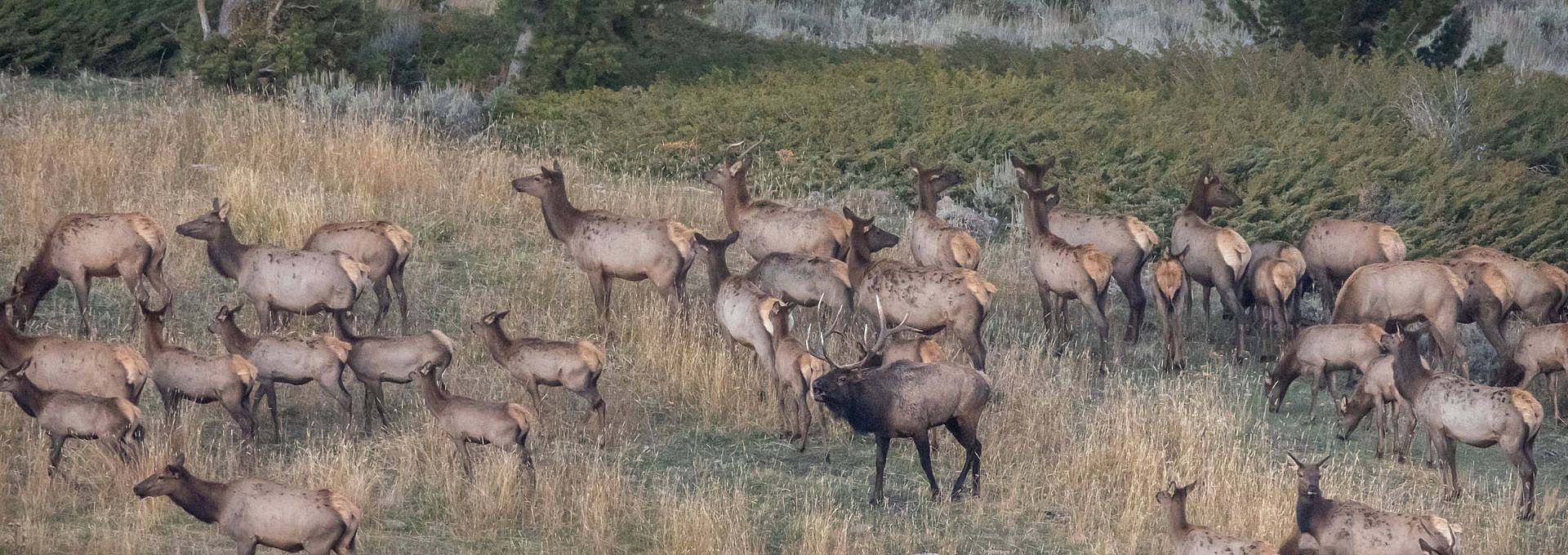 Mule Deer, Pronghorn Antelope Or Elk Hunt In Wyoming