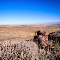 Top 5 Tips for Stalking Mule Deer