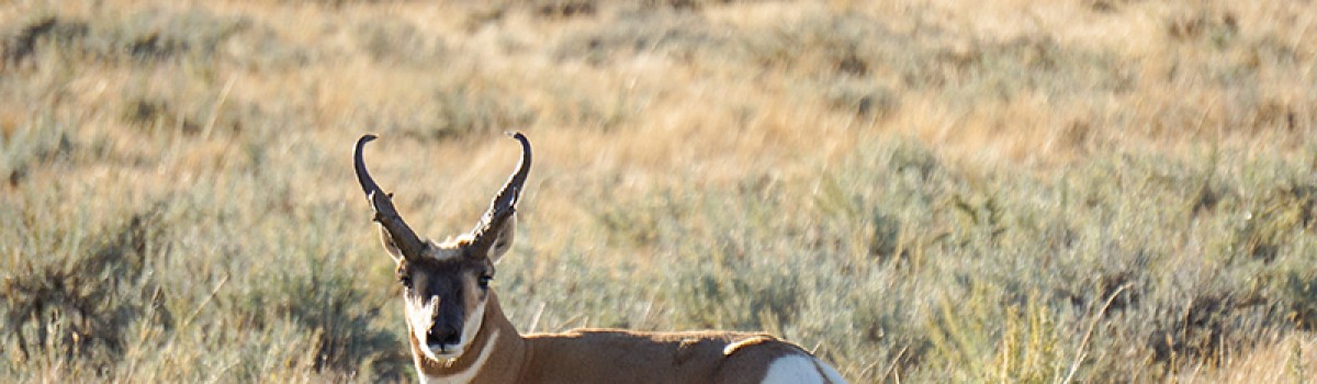 SNS Supports Pronghorn in California