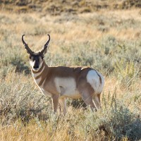 SNS Supports Pronghorn in California