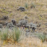 Application Period Open for Nonresident Antelope and Deer