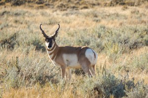 Wyoming Antelope Applications