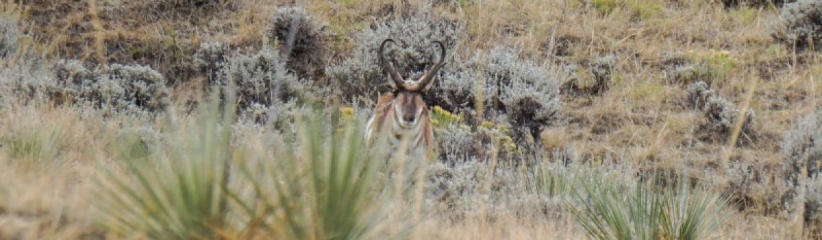 An Antelope Hunting Photo Journal