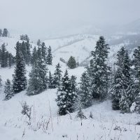 Wyoming Winter Range and Wildlife Conditions Update