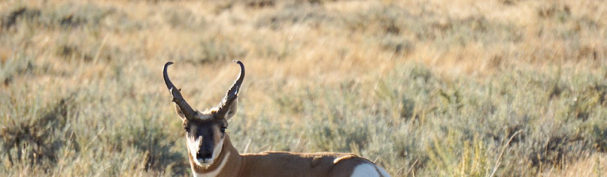 Excellent Antelope Conditions and Increased License Numbers
