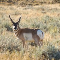 Excellent Antelope Conditions and Increased License Numbers