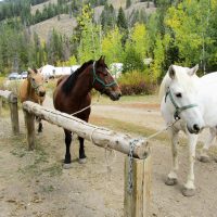 Summer Horseback Riding With Jackson Hole Outfitters