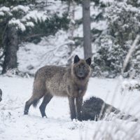 Wyoming Wolves Back Under State Management