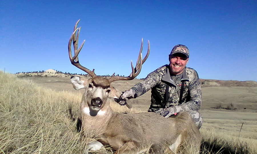 mule deer buck