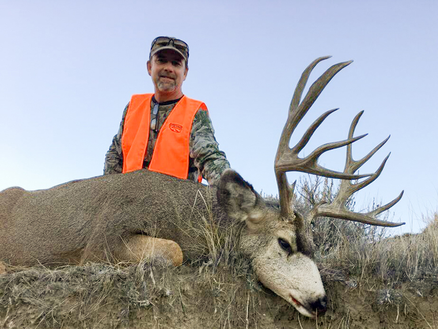 mule deer buck