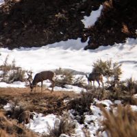 Spot and Stalk Mule Deer Hunting Tactics