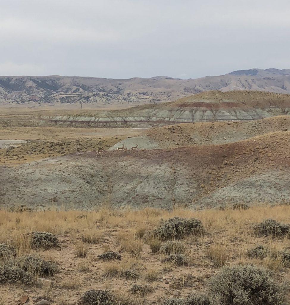 Antelope hunting with SNS Outfitter & Guides