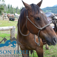 Summer Activity: Horseback Riding with Jackson Hole Outfitters