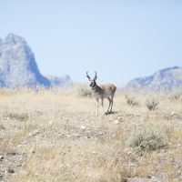 July 1st: Purchase Your Wyoming Preference Points