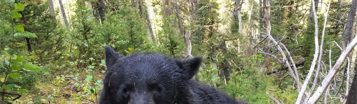 The 2019 Fall Black Bear Season is Underway!