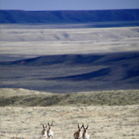 Test your Pronghorn knowledge with SNS