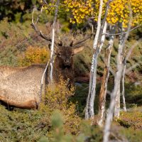 Testing your Elk Fact knowledge