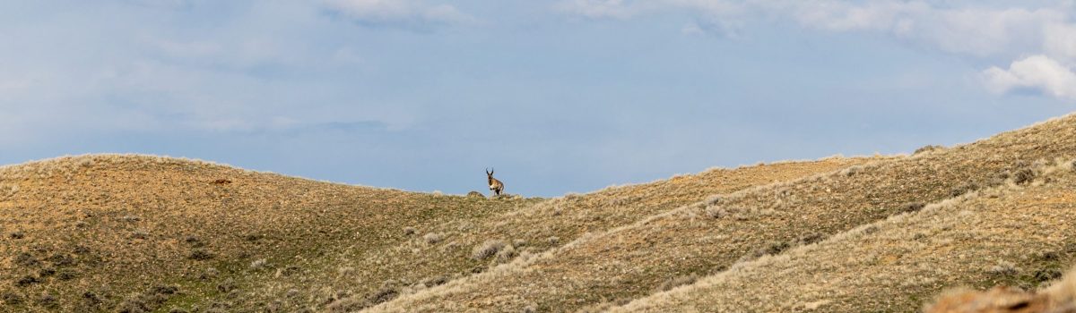 Addressing Wyoming’s Hunting License changes