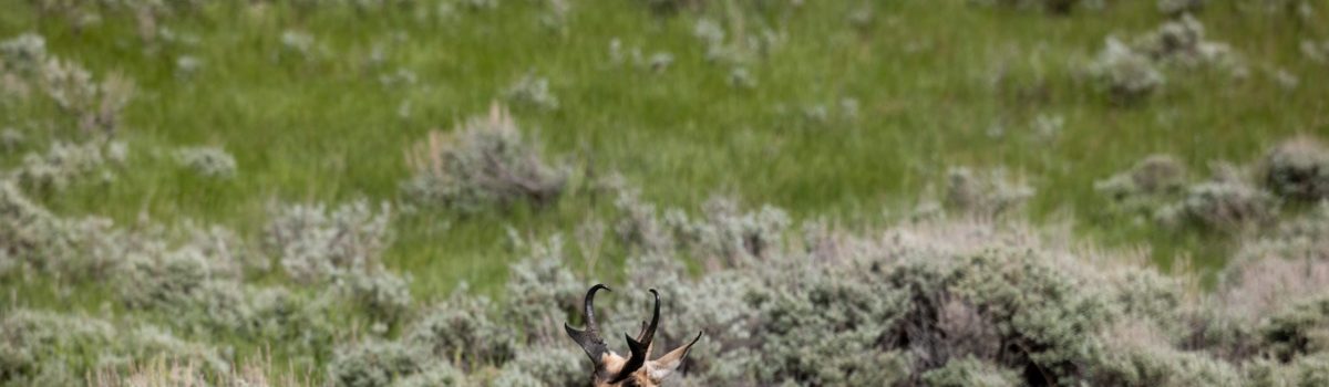 It’s not all bad news! Central Wyoming Antelope faired well