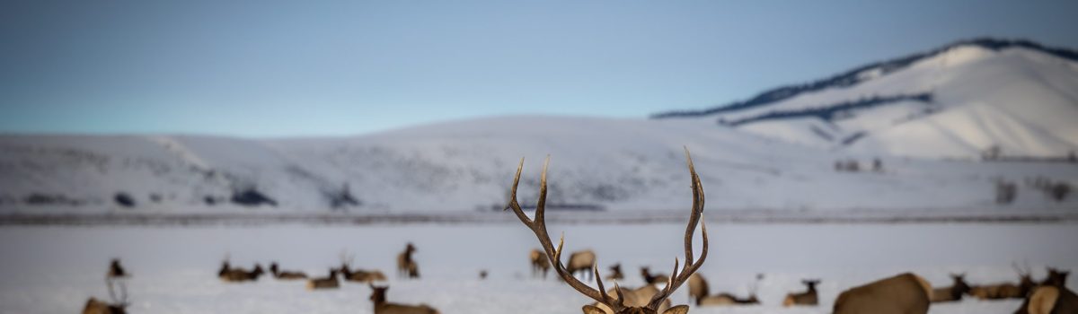 Critical Wyoming Elk Feed Grounds