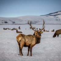 Critical Wyoming Elk Feed Grounds