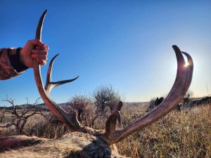 mule deer, mule deer buck, trophy mule deer, atypical antlers, Montana hunting, guided hunts, SNS Outfitter and guides