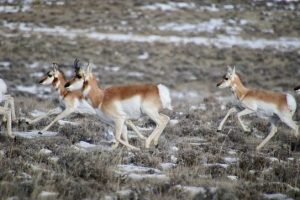 Pronghorn Antelope Conditions: Winter 2024