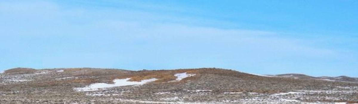 Pronghorn Antelope Conditions: Winter 2024