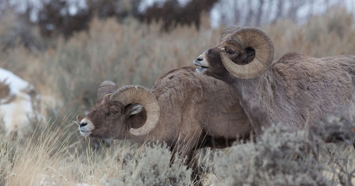 SNS Outfitter & Guides — photo 1