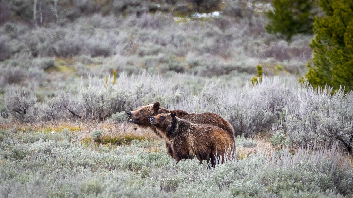 A grizzly bear sow and cub sniff the air in search of food in Wyoming.