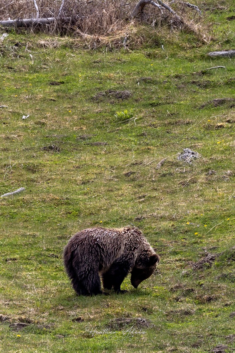 Grizzly bear forages for food in Wyoming.