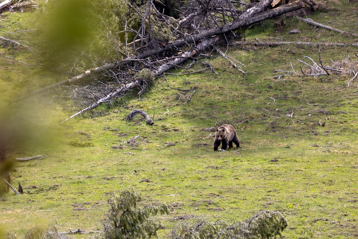 A grizzly bear roams the Wyoming wilderness.