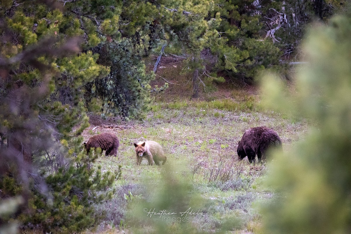 Numbers of Grizzly Bears have been on the rise in Wyoming.