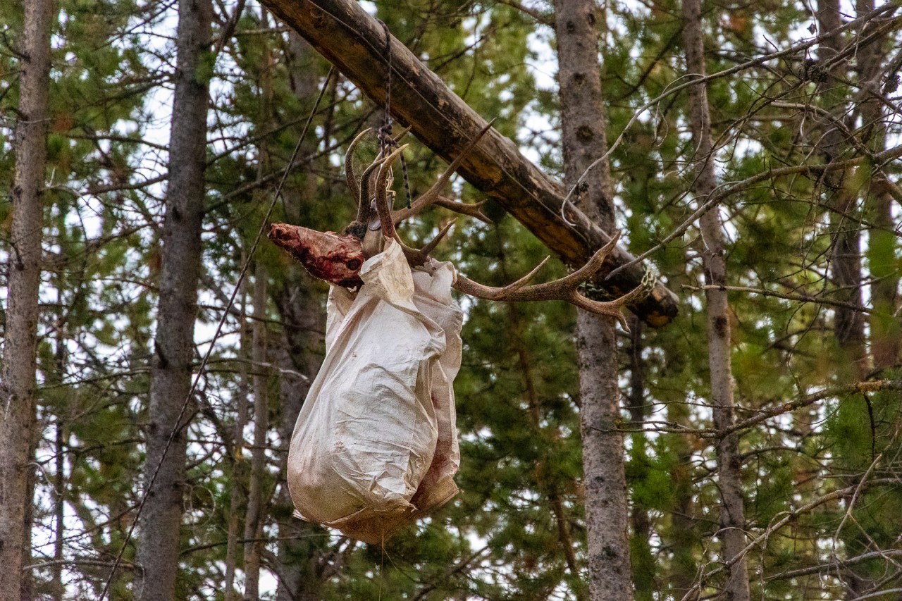 meat bags and elk antlers hang high in the trees to promote safety in grizzly bear country wyoming
