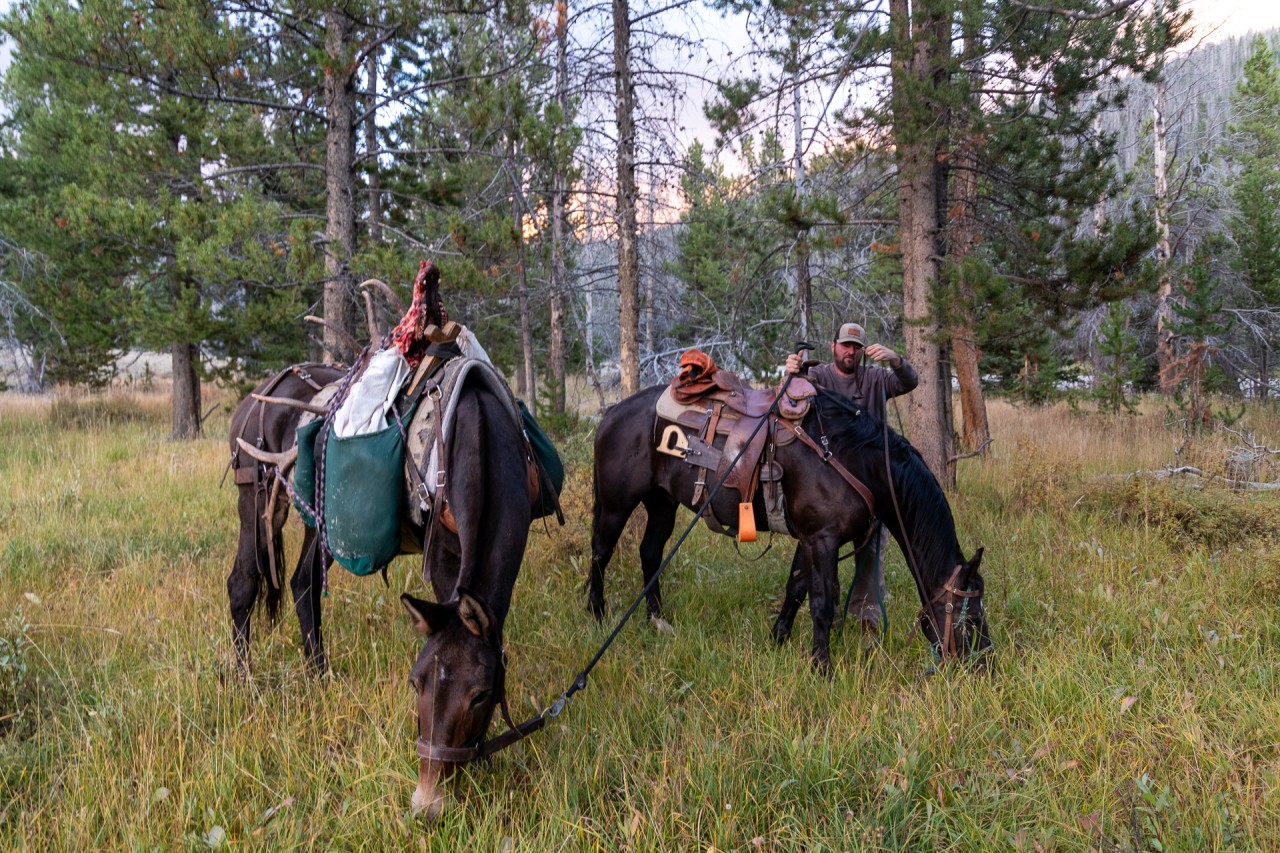 horses wait for a hunting guide to off load a trophy bull elk