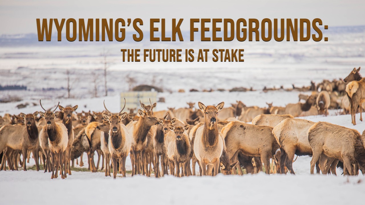 wyoming-elk-feedgrounds-sns-outfitter