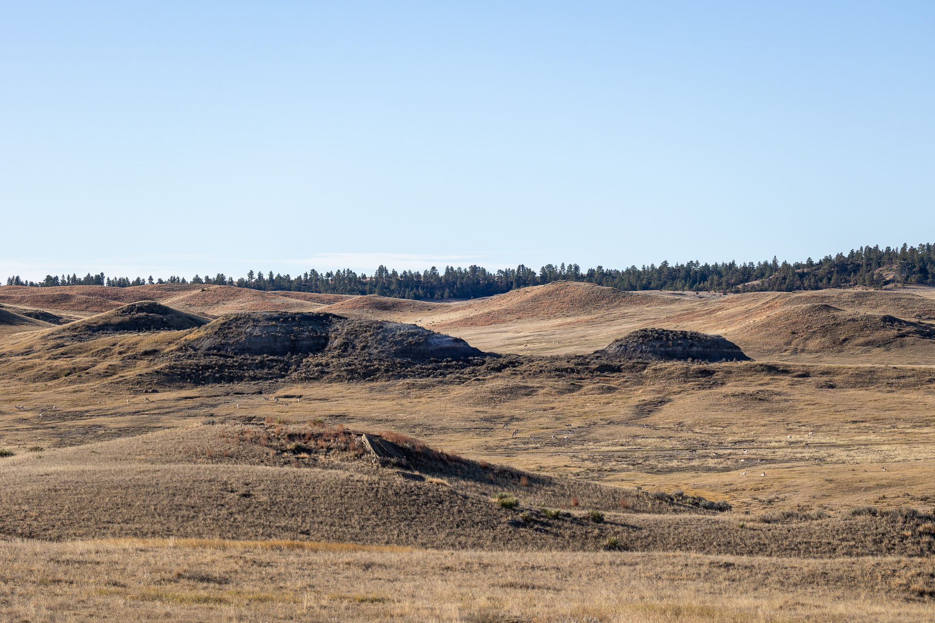 rolling hill in Montana with antelope in the distance and treeline of pine on a sunny November day.