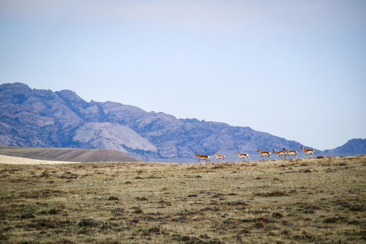 buck antelope running across the prairie.