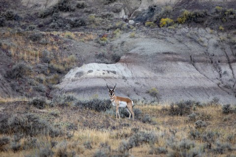 Pronghorn Antelope Hunting 101