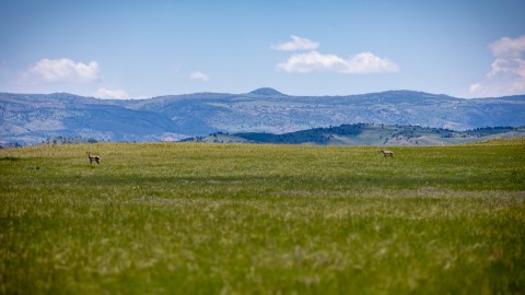 Down-and-Dirty Antelope Field Judging Tips