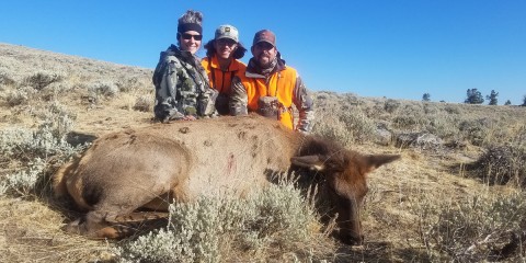 Wyoming Cow Elk Hunts