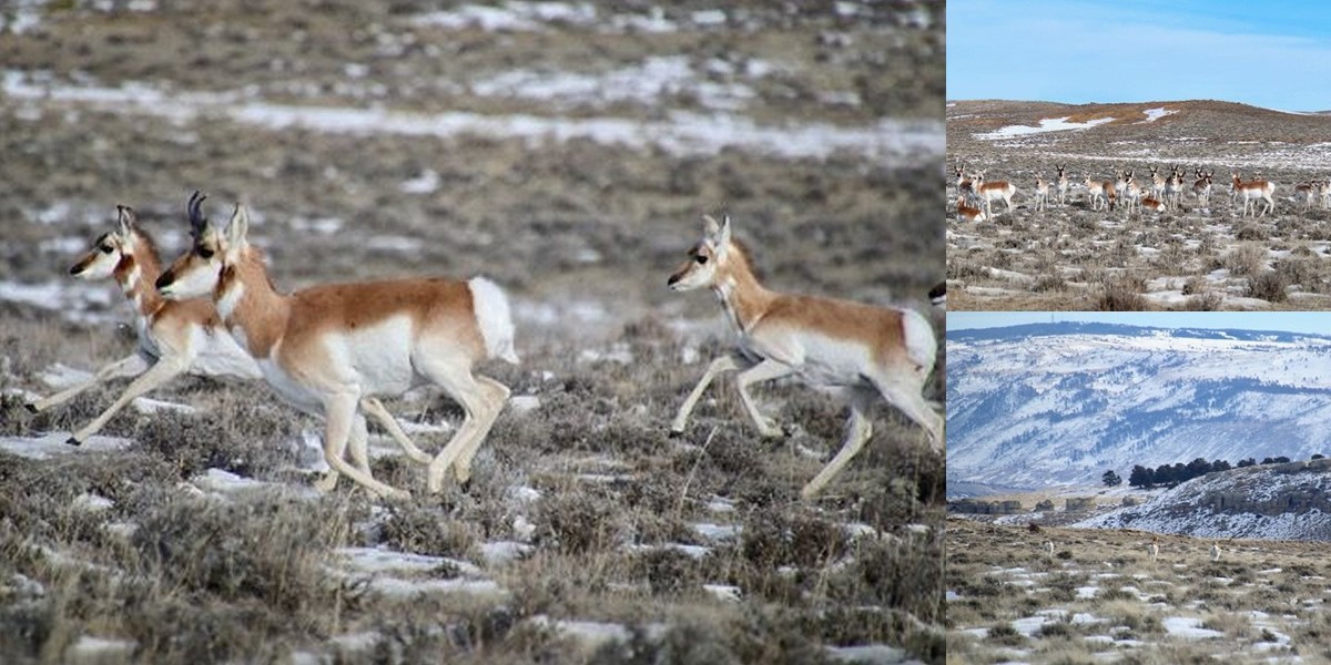 sns-antelope-hunt