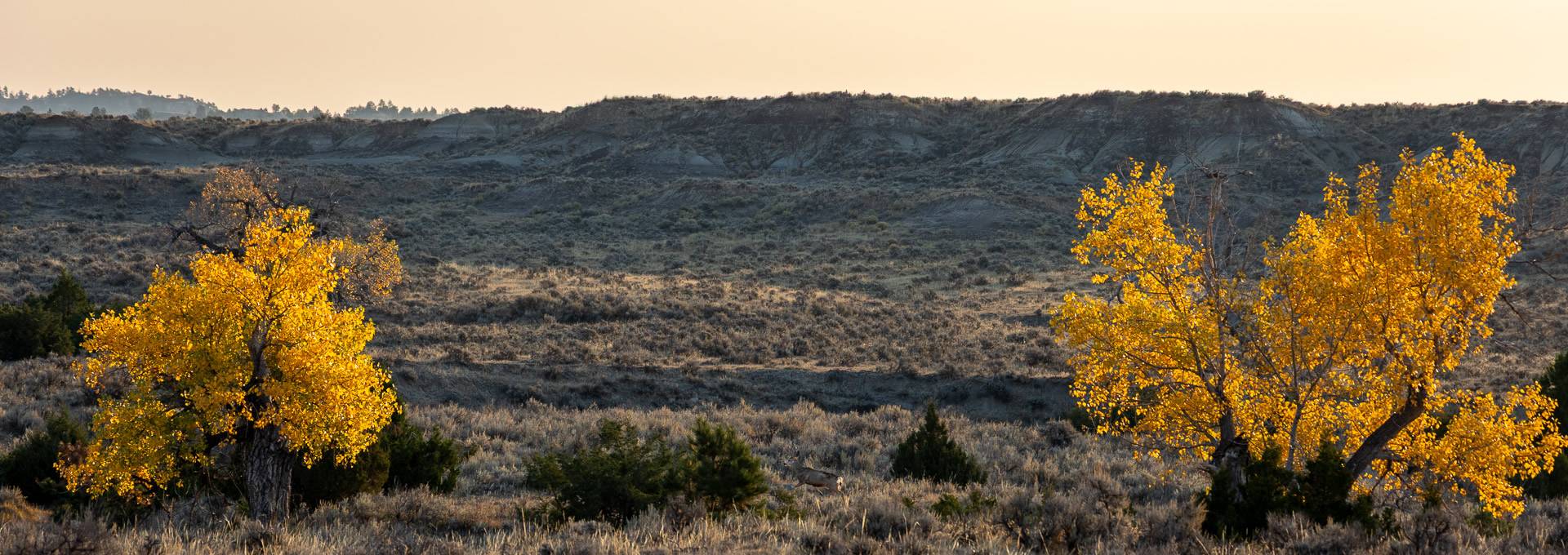 Wyoming Trophy Antelope Hunting