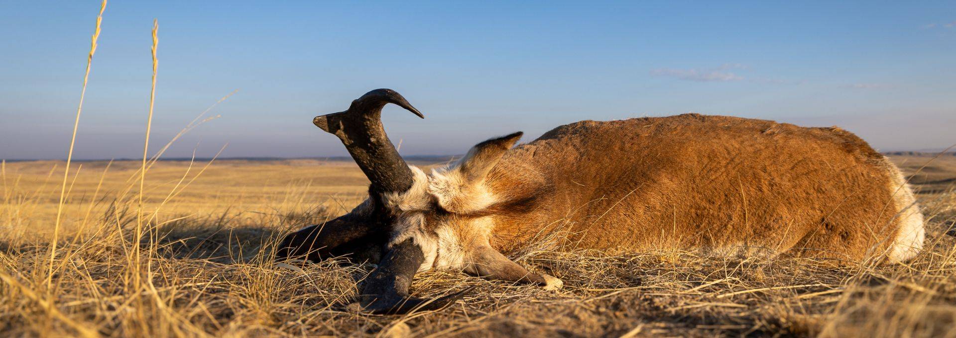 Lifetime Success Ratios