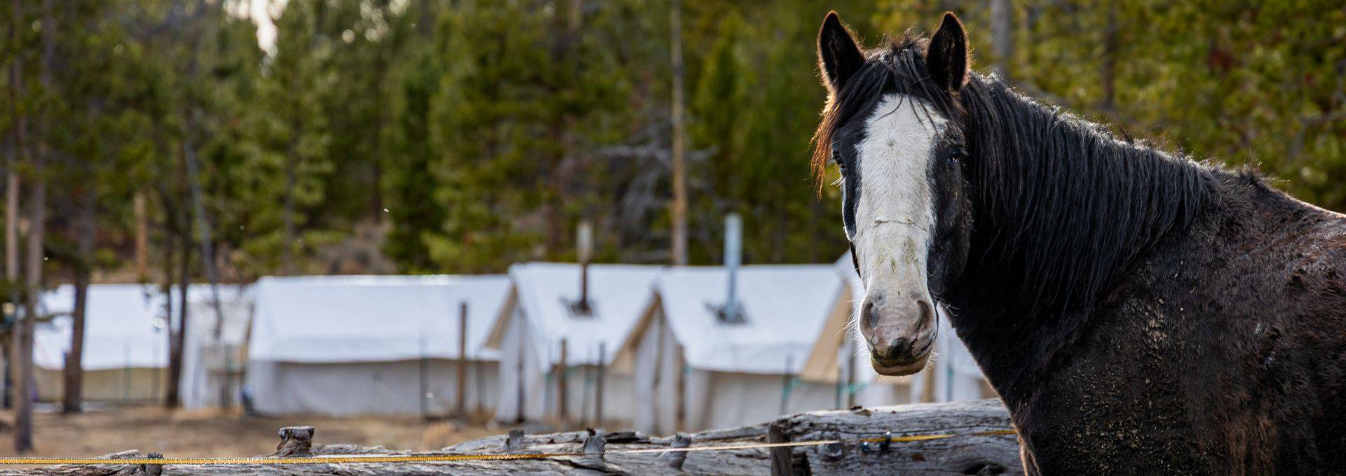 About SNS Outfitter & Guides