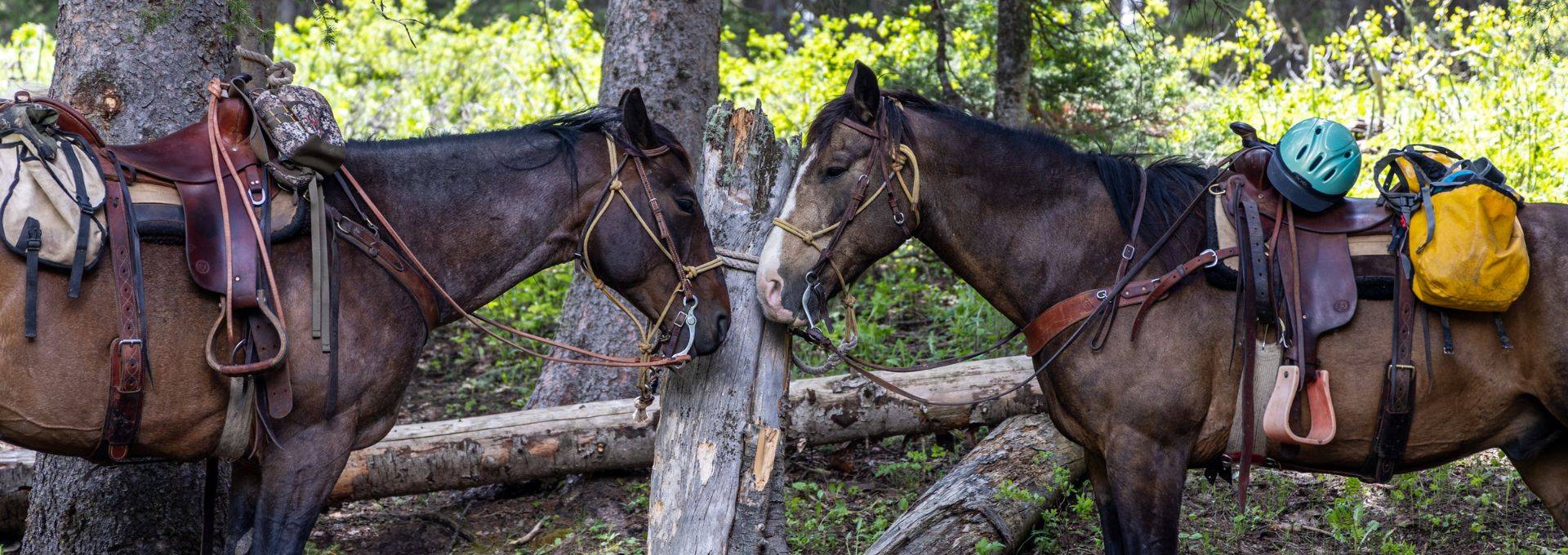 Wyoming Summer Adventures