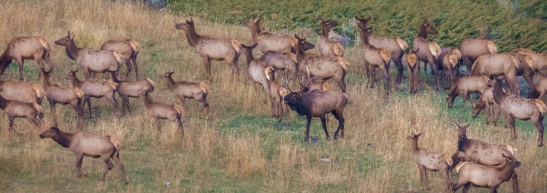 Wyoming Trophy Antelope Hunting